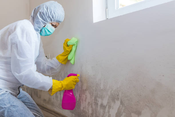 Best Real Estate Mold Inspection  in Flomaton, AL